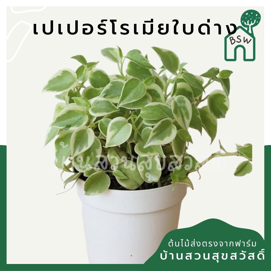 เปปเปอร์โรเนียใบด่าง (Peperomia Obtusifolia) ไม้ฟอกอากาศในบ้าน กระถาง 4 นิ้ว - Pamathegardener