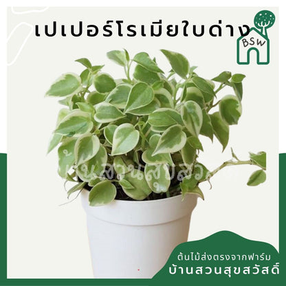 เปปเปอร์โรเนียใบด่าง (Peperomia Obtusifolia) ไม้ฟอกอากาศในบ้าน กระถาง 4 นิ้ว - Pamathegardener