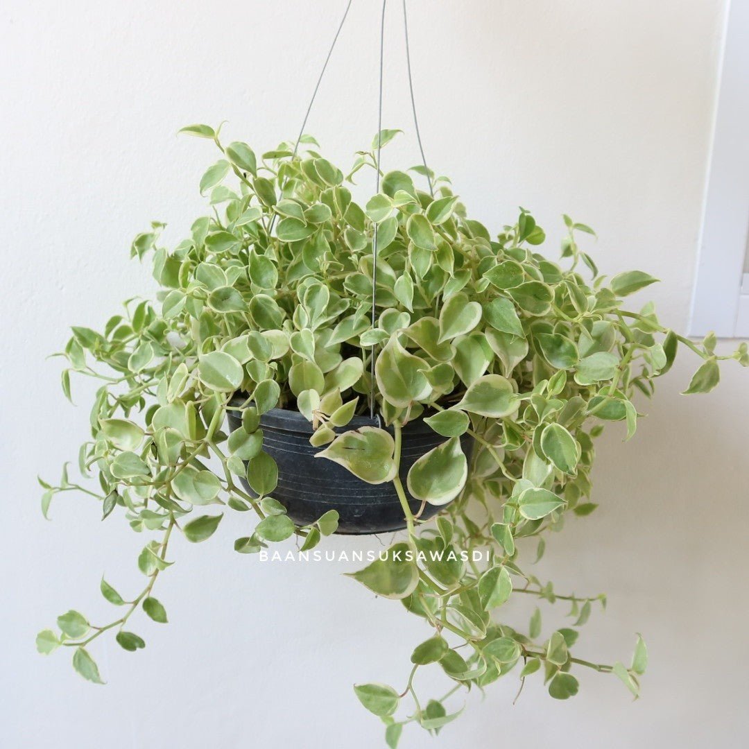 เปปเปอร์โรเนียใบด่าง (Peperomia Obtusifolia) ไม้แขวนฟอกอากาศในกระถาง 7 - 8 นิ้ว - Pamathegardener
