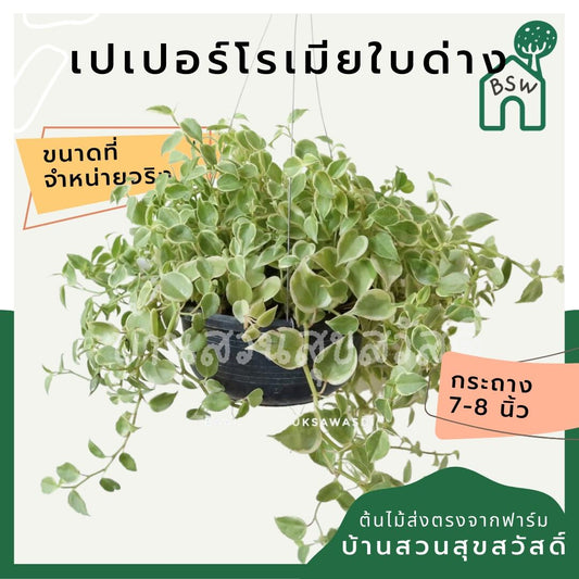 เปปเปอร์โรเนียใบด่าง (Peperomia Obtusifolia) ไม้แขวนฟอกอากาศในกระถาง 7 - 8 นิ้ว - Pamathegardener