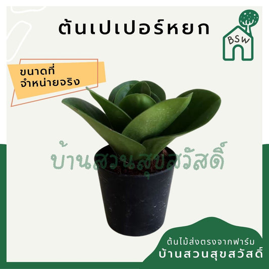 เปเปอร์หยก (Peperomia Scandens 'Variegata') ไม้มงคลในกระถาง 3 นิ้ว - Pamathegardener