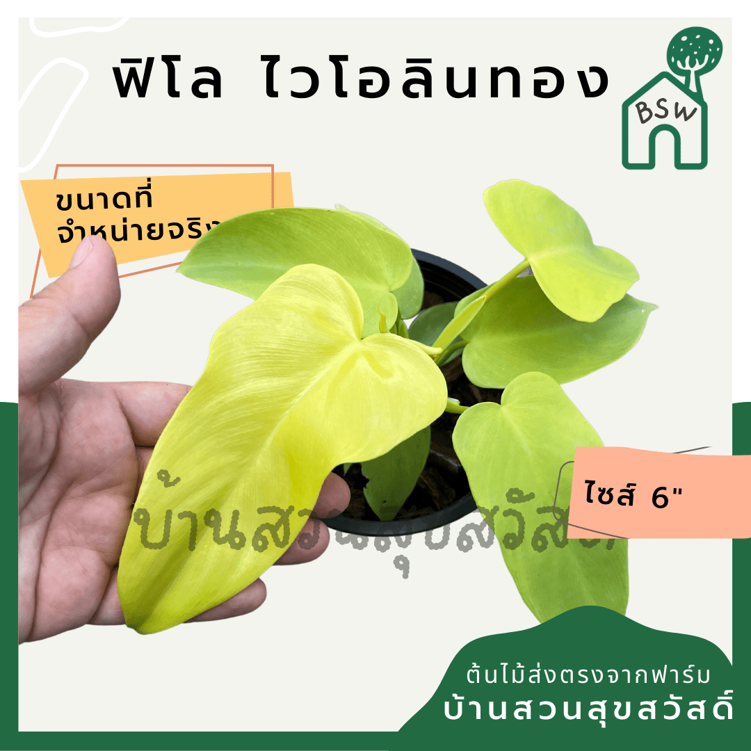 ฟิโลเดนดรอนไวโอลิน (Philodendron Bipennifolium) ไม้ใบสวยในกระถาง 6 นิ้ว - Pamathegardener