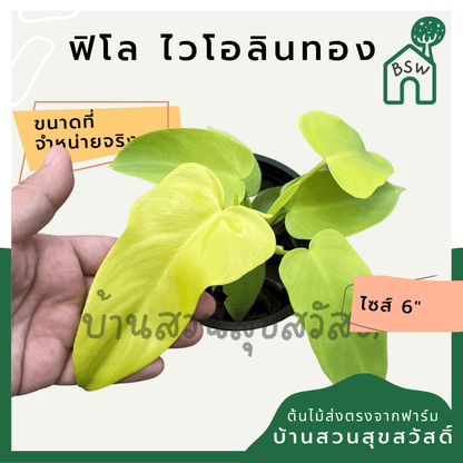 ฟิโลเดนดรอนไวโอลิน (Philodendron Bipennifolium) ไม้ใบสวยในกระถาง 6 นิ้ว - Pamathegardener