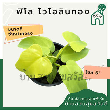 ฟิโลเดนดรอนไวโอลิน (Philodendron Bipennifolium) ไม้ใบสวยในกระถาง 6 นิ้ว - Pamathegardener