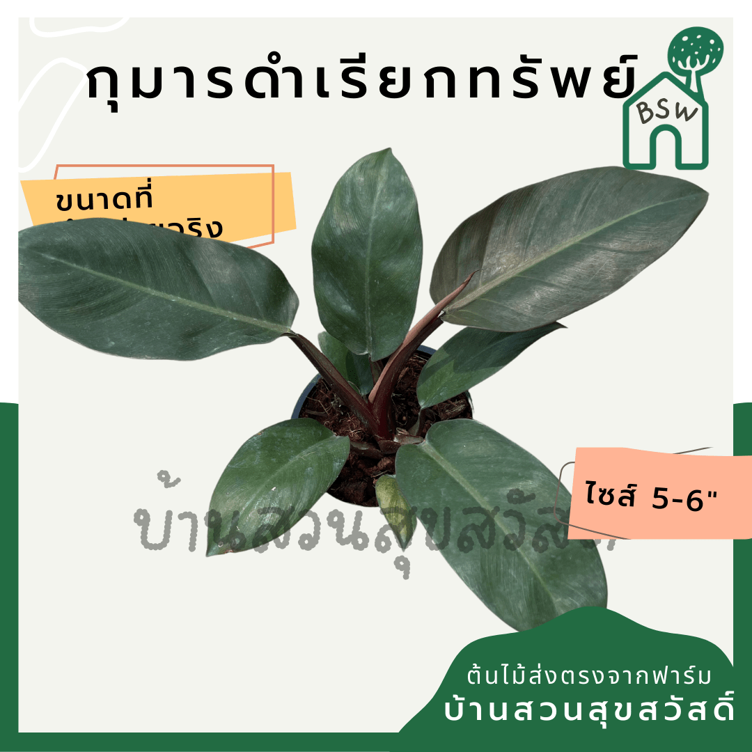 กุมารดำเรียกทรัพย์ (Philodendron Black Cardinal) ไม้มงคลในกระถาง 6 นิ้ว - Pamathegardener