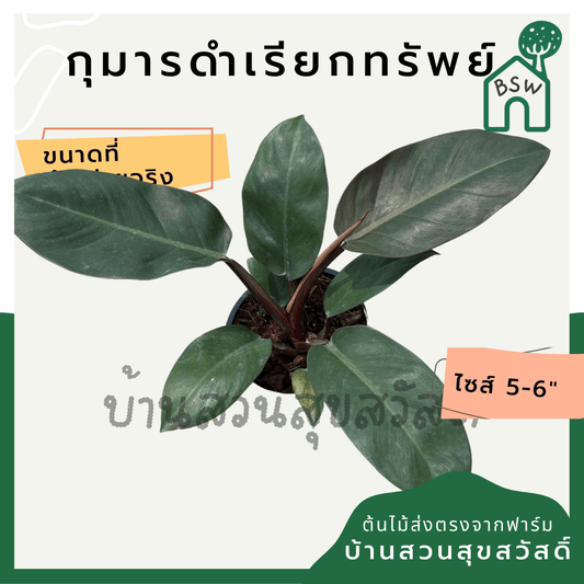 กุมารดำเรียกทรัพย์ (Philodendron Black Cardinal) ไม้มงคลในกระถาง 6 นิ้ว - Pamathegardener