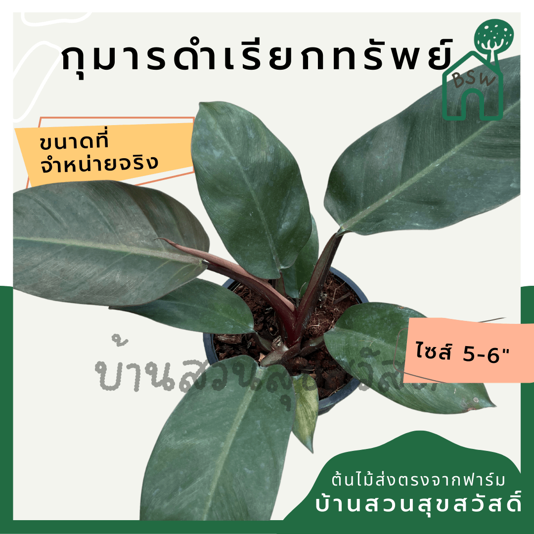 กุมารดำเรียกทรัพย์ (Philodendron Black Cardinal) ไม้มงคลในกระถาง 6 นิ้ว - Pamathegardener