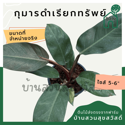 กุมารดำเรียกทรัพย์ (Philodendron Black Cardinal) ไม้มงคลในกระถาง 6 นิ้ว - Pamathegardener