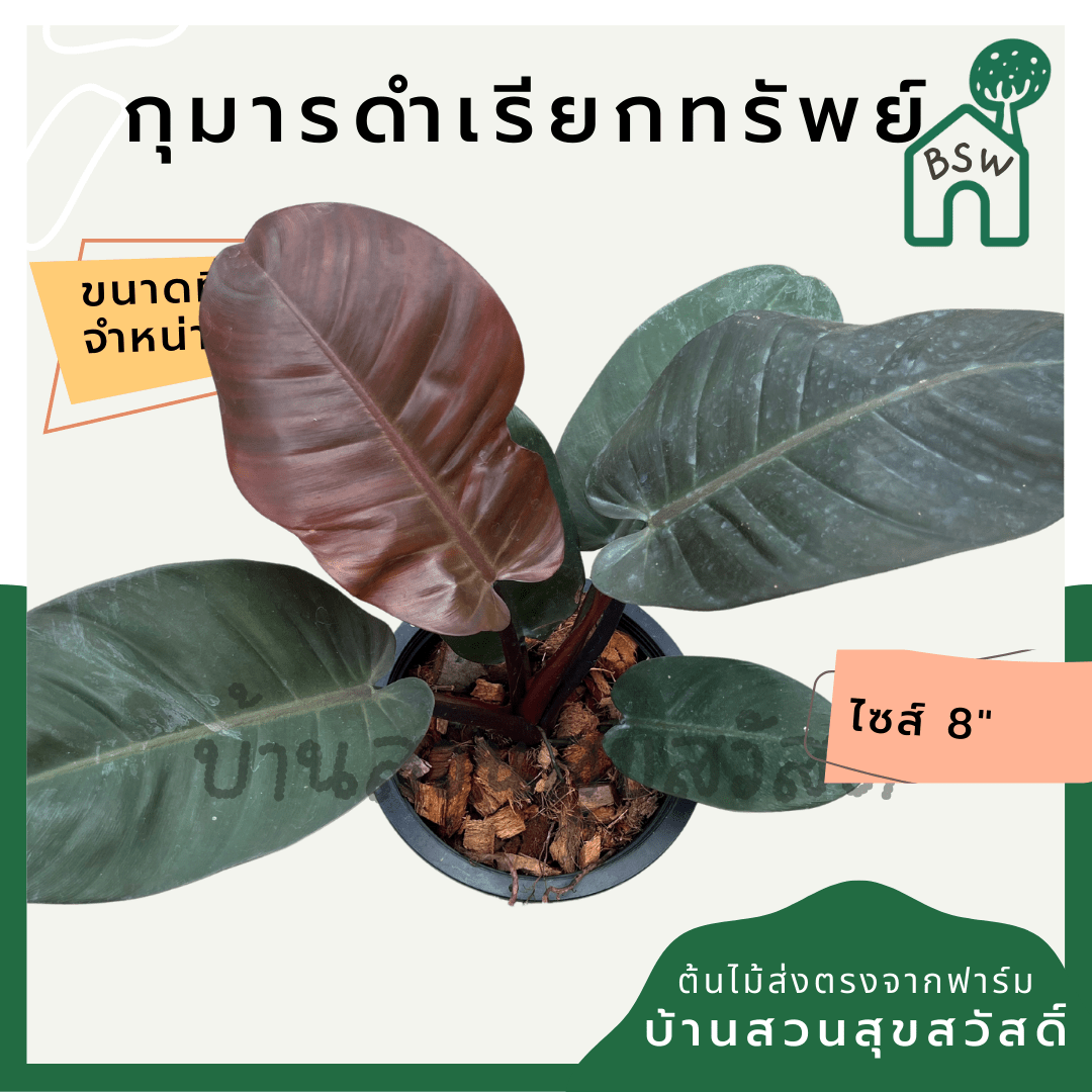 กุมารดำเรียกทรัพย์ (Philodendron Black Cardinal) ไม้มงคลในกระถาง 6 นิ้ว - Pamathegardener