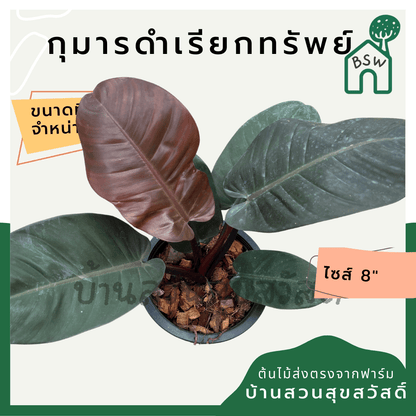 กุมารดำเรียกทรัพย์ (Philodendron Black Cardinal) ไม้มงคลในกระถาง 6 นิ้ว - Pamathegardener