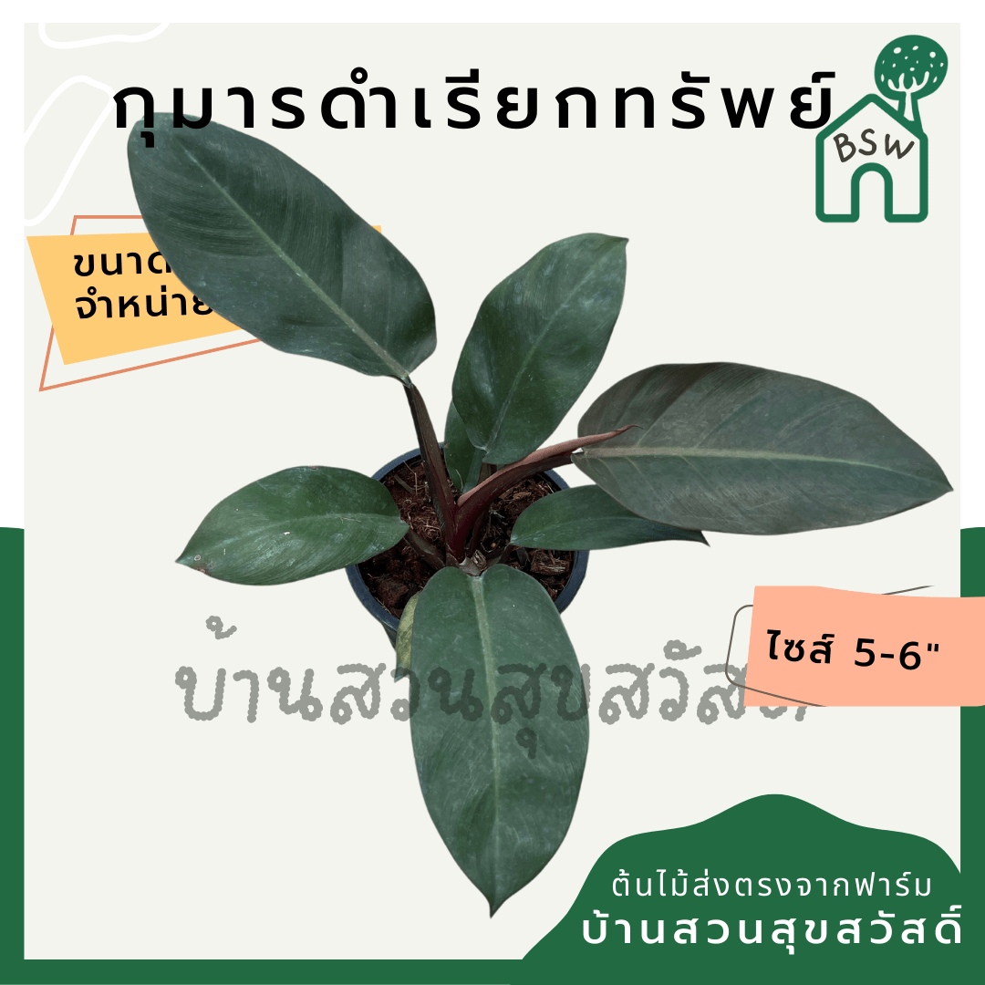 กุมารดำเรียกทรัพย์ (Philodendron Black Cardinal) ไม้มงคลในกระถาง 6 นิ้ว - Pamathegardener
