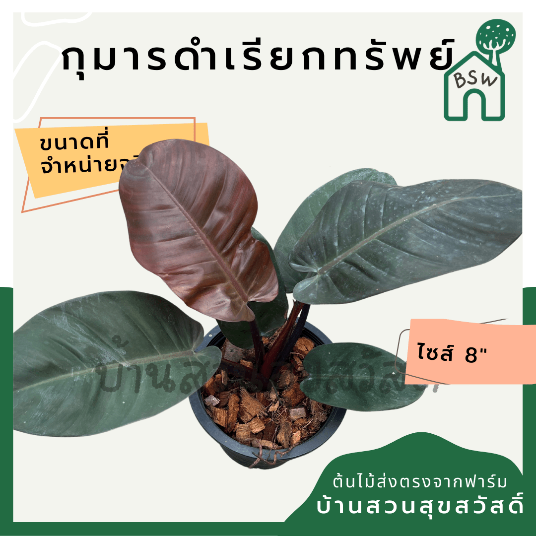 กุมารดำเรียกทรัพย์ (Philodendron Black Cardinal) ไม้มงคลในกระถาง 6 นิ้ว - Pamathegardener