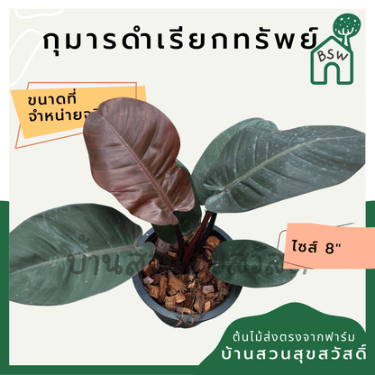 กุมารดำเรียกทรัพย์ (Philodendron Black Cardinal) ไม้มงคลในกระถาง 6 นิ้ว - Pamathegardener