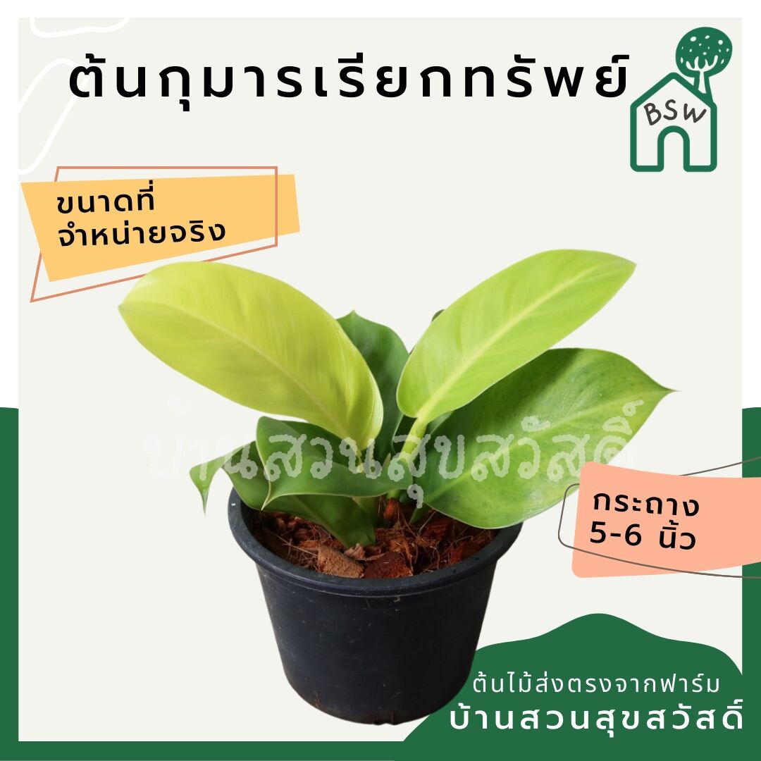 กุมารเรียกทรัพย์ (Philodendron 'Florida Beauty') ไม้มงคลในกระถาง 5 - 6 นิ้ว - Pamathegardener