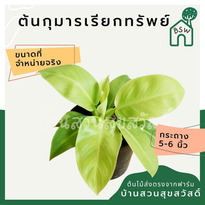 กุมารเรียกทรัพย์ (Philodendron 'Florida Beauty') ไม้มงคลในกระถาง 5 - 6 นิ้ว - Pamathegardener