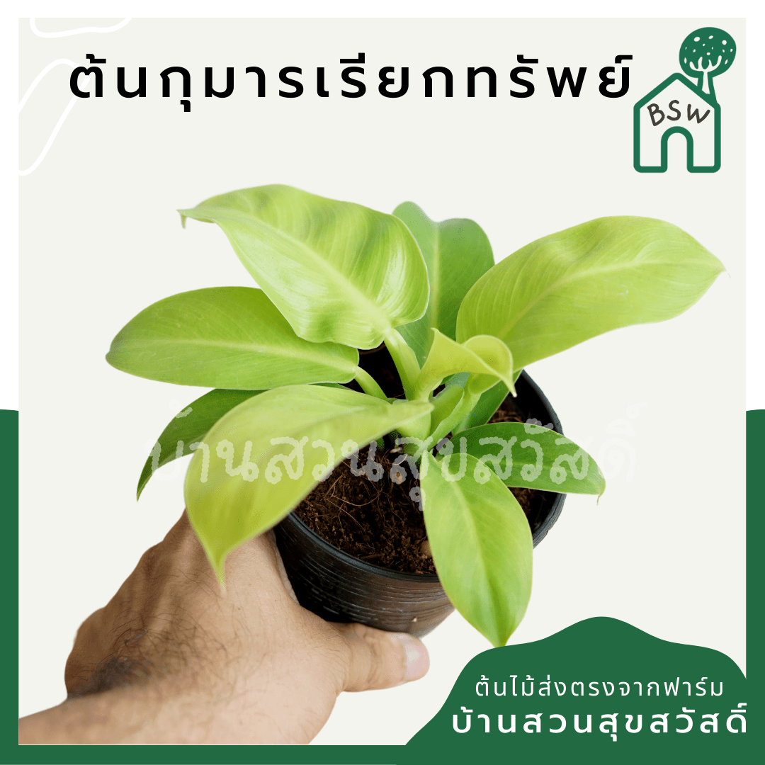 กุมารเรียกทรัพย์ (Philodendron 'Moonlight') ไม้มงคลในกระถาง 4 นิ้ว - Pamathegardener