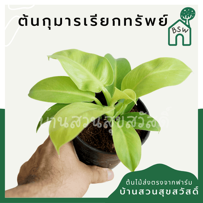 กุมารเรียกทรัพย์ (Philodendron 'Moonlight') ไม้มงคลในกระถาง 4 นิ้ว - Pamathegardener