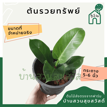 รวยทรัพย์ (Philodendron 'Ruay Sap') ไม้มงคลในกระถางพร้อมตั้ง - Pamathegardener