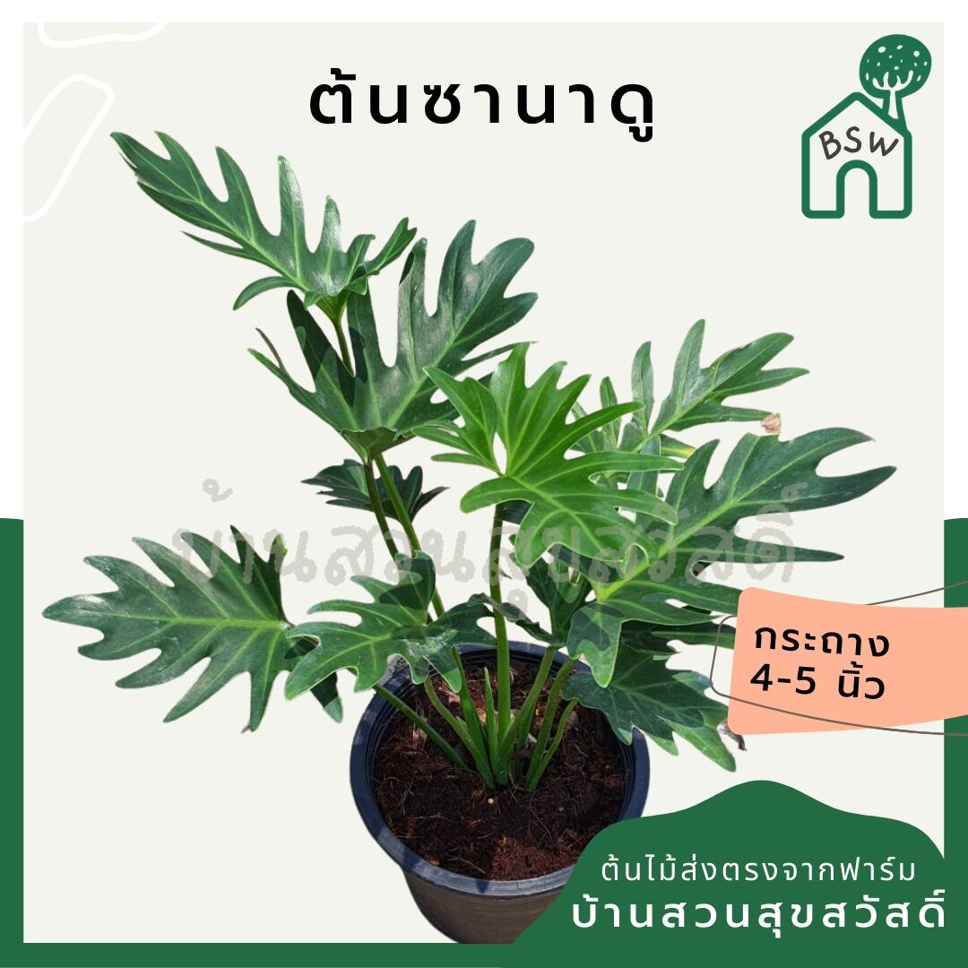 ซานาดู (Philodendron Xanadu) ไม้ใบสวยในกระถางพร้อมตั้ง - Pamathegardener