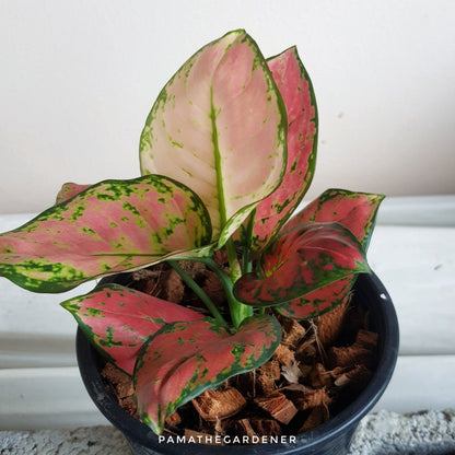 อัญมณีชมพู (Pink Aglaonema) ไม้มงคลเรียกทรัพย์ในกระถาง 5 - 6 นิ้ว - Pamathegardener
