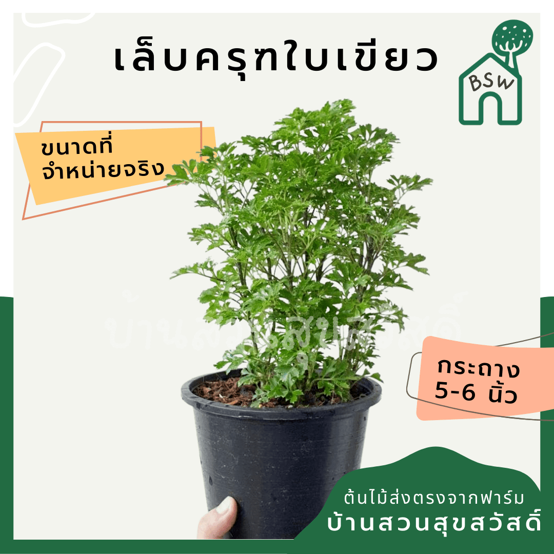 เล็บครุฑใบเขียว (Polyscias Guilfoylei 'Green') ไม้มงคลในกระถาง 3 นิ้ว - Pamathegardener
