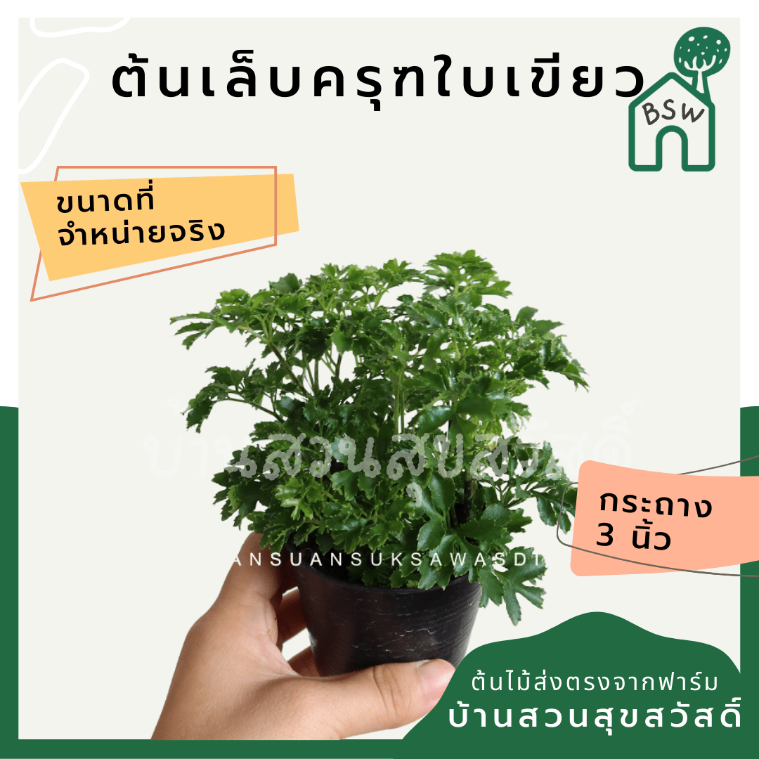 เล็บครุฑใบเขียว (Polyscias Guilfoylei 'Green') ไม้มงคลในกระถาง 3 นิ้ว - Pamathegardener