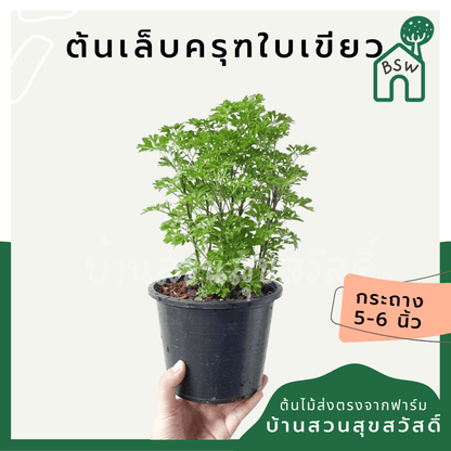 เล็บครุฑใบเขียว (Polyscias Guilfoylei 'Green') ไม้มงคลในกระถาง 3 นิ้ว - Pamathegardener