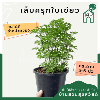 เล็บครุฑใบเขียว (Polyscias Guilfoylei 'Green') ไม้มงคลในกระถาง 3 นิ้ว - Pamathegardener