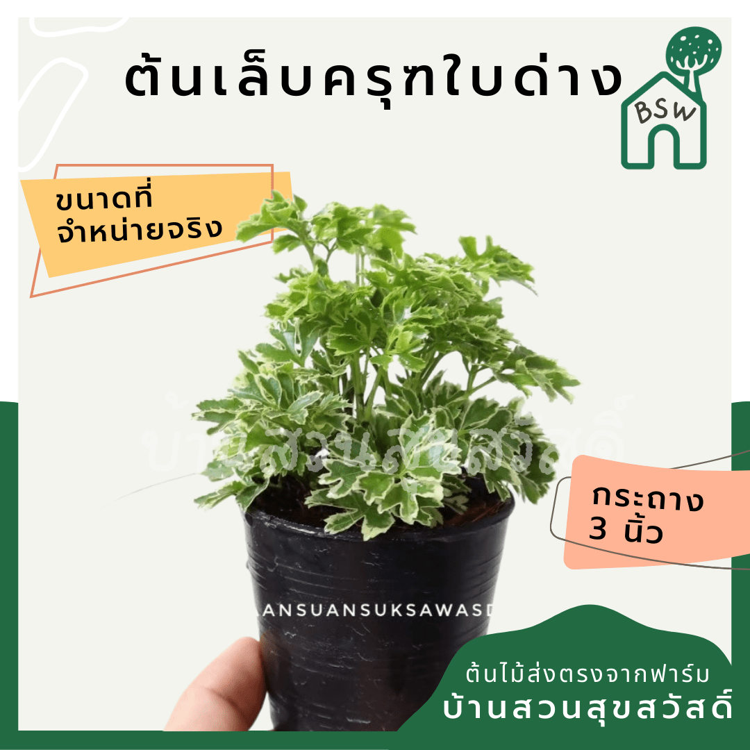 เล็บครุฑใบด่าง (Polyscias Guilfoylei 'Variegata') ไม้มงคลใบลายในกระถาง - Pamathegardener