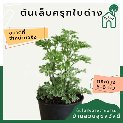 เล็บครุฑใบด่าง (Polyscias Guilfoylei 'Variegata') ไม้มงคลใบลายในกระถาง - Pamathegardener