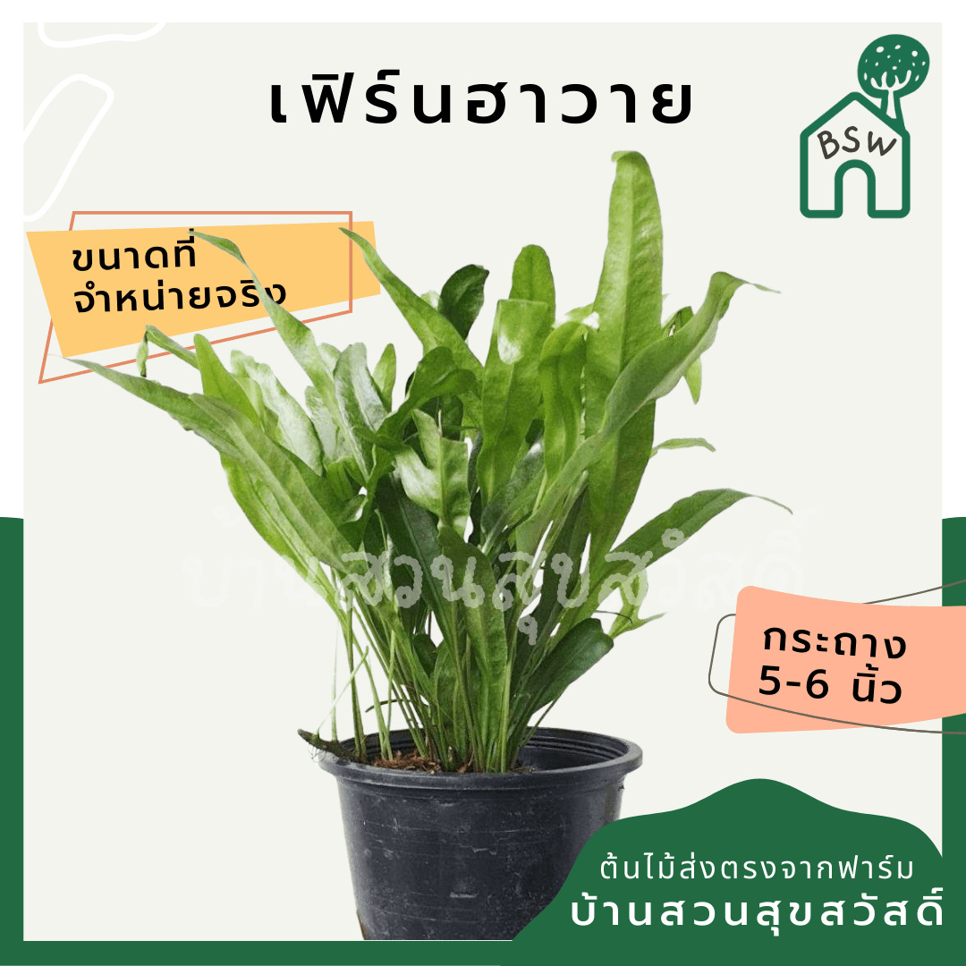 เฟิร์นฮาวาย (Polystichum) ไม้ประดับใบสวยในกระถางพร้อมตั้ง - Pamathegardener
