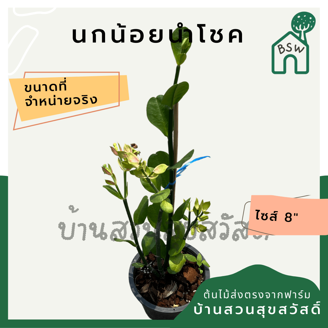 นกน้อยนำโชค (Portulacaria Afra 'Variegata') ไม้มงคลในกระถาง 6 นิ้ว - Pamathegardener