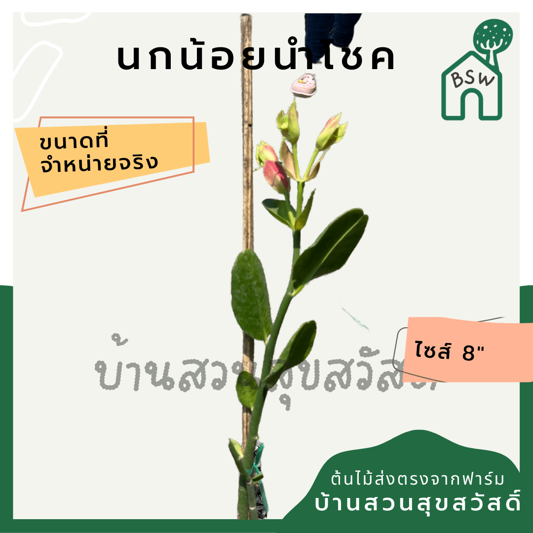 นกน้อยนำโชค (Portulacaria Afra 'Variegata') ไม้มงคลในกระถาง 6 นิ้ว - Pamathegardener