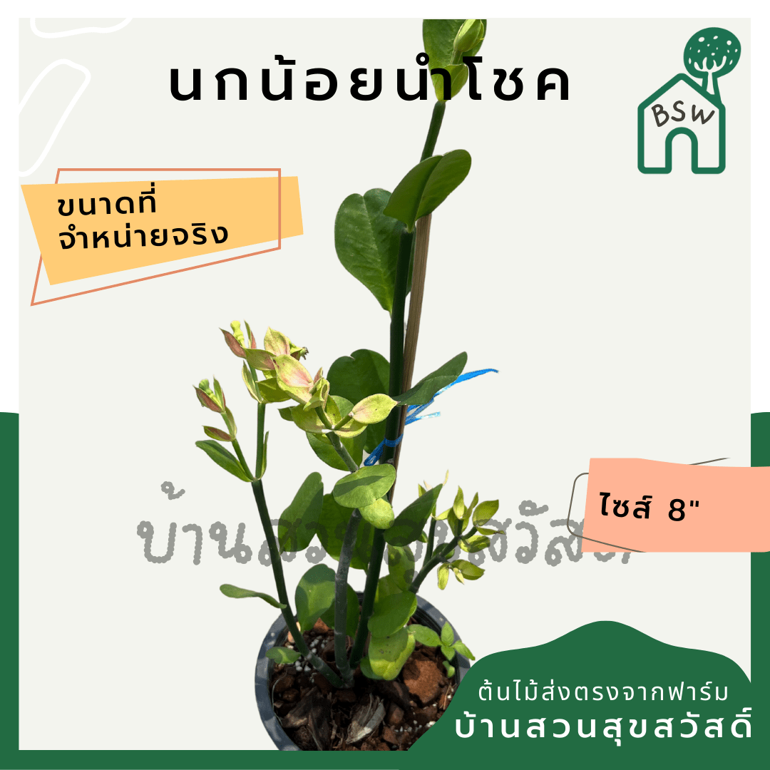 นกน้อยนำโชค (Portulacaria Afra 'Variegata') ไม้มงคลในกระถาง 6 นิ้ว - Pamathegardener