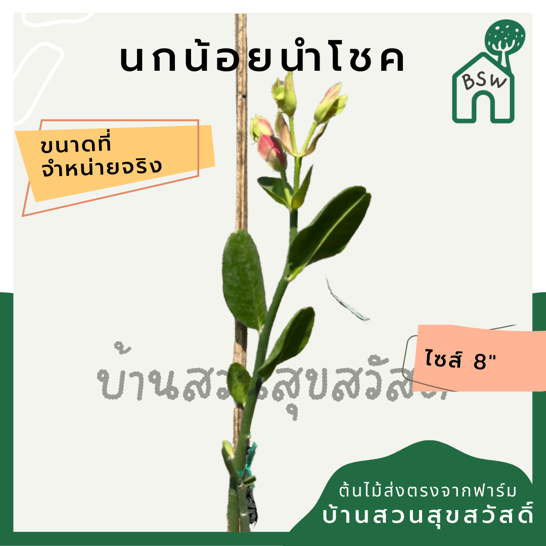 นกน้อยนำโชค (Portulacaria Afra 'Variegata') ไม้มงคลในกระถาง 6 นิ้ว - Pamathegardener