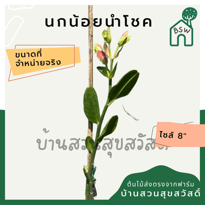 นกน้อยนำโชค (Portulacaria Afra 'Variegata') ไม้มงคลในกระถาง 6 นิ้ว - Pamathegardener