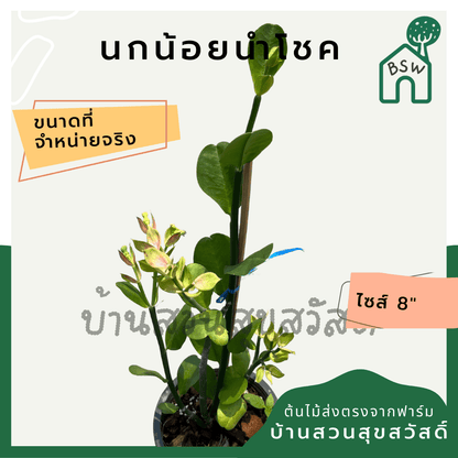 นกน้อยนำโชค (Portulacaria Afra 'Variegata') ไม้มงคลในกระถาง 6 นิ้ว - Pamathegardener