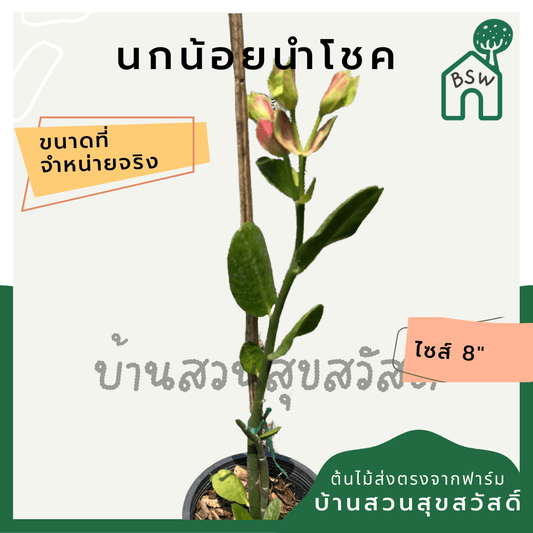 นกน้อยนำโชค (Portulacaria Afra 'Variegata') ไม้มงคลในกระถาง 6 นิ้ว - Pamathegardener