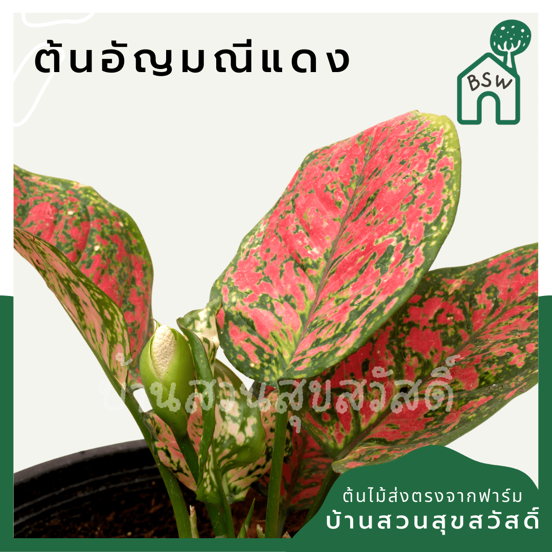 อัญมณีแดง (Red Aglaonema) ไม้มงคลเรียกทรัพย์ในกระถาง 5 - 6 นิ้ว - Pamathegardener