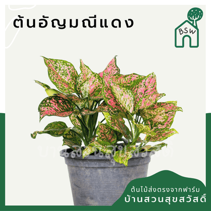 อัญมณีแดง (Red Aglaonema) ไม้มงคลเรียกทรัพย์ในกระถาง 5 - 6 นิ้ว - Pamathegardener