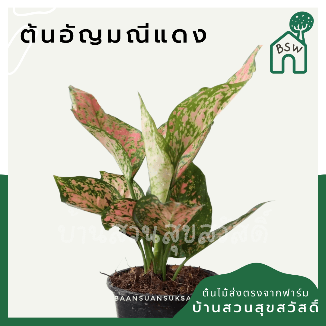 อัญมณีแดง (Red Aglaonema) ไม้มงคลเรียกทรัพย์ในกระถาง 5 - 6 นิ้ว - Pamathegardener
