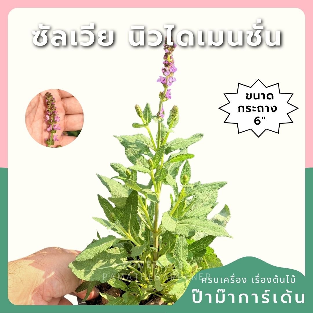ซัลเวีย นิวไดเมนชั่น (Salvia New Dimension) กระถาง 6 นิ้ว - Pamathegardener