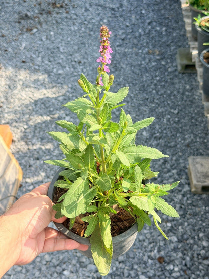 ซัลเวีย นิวไดเมนชั่น (Salvia New Dimension) กระถาง 6 นิ้ว - Pamathegardener