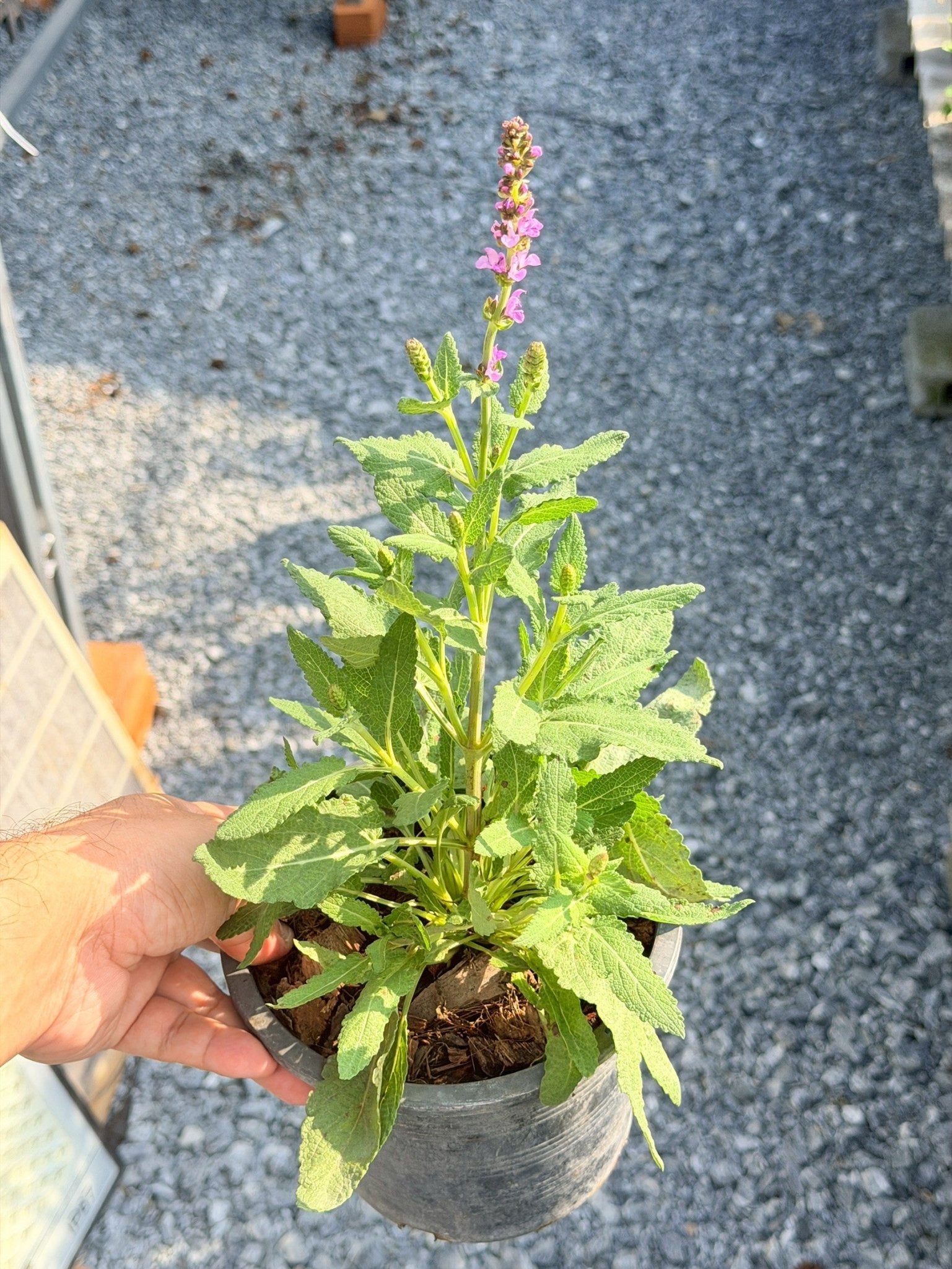 ซัลเวีย นิวไดเมนชั่น (Salvia New Dimension) กระถาง 6 นิ้ว - Pamathegardener