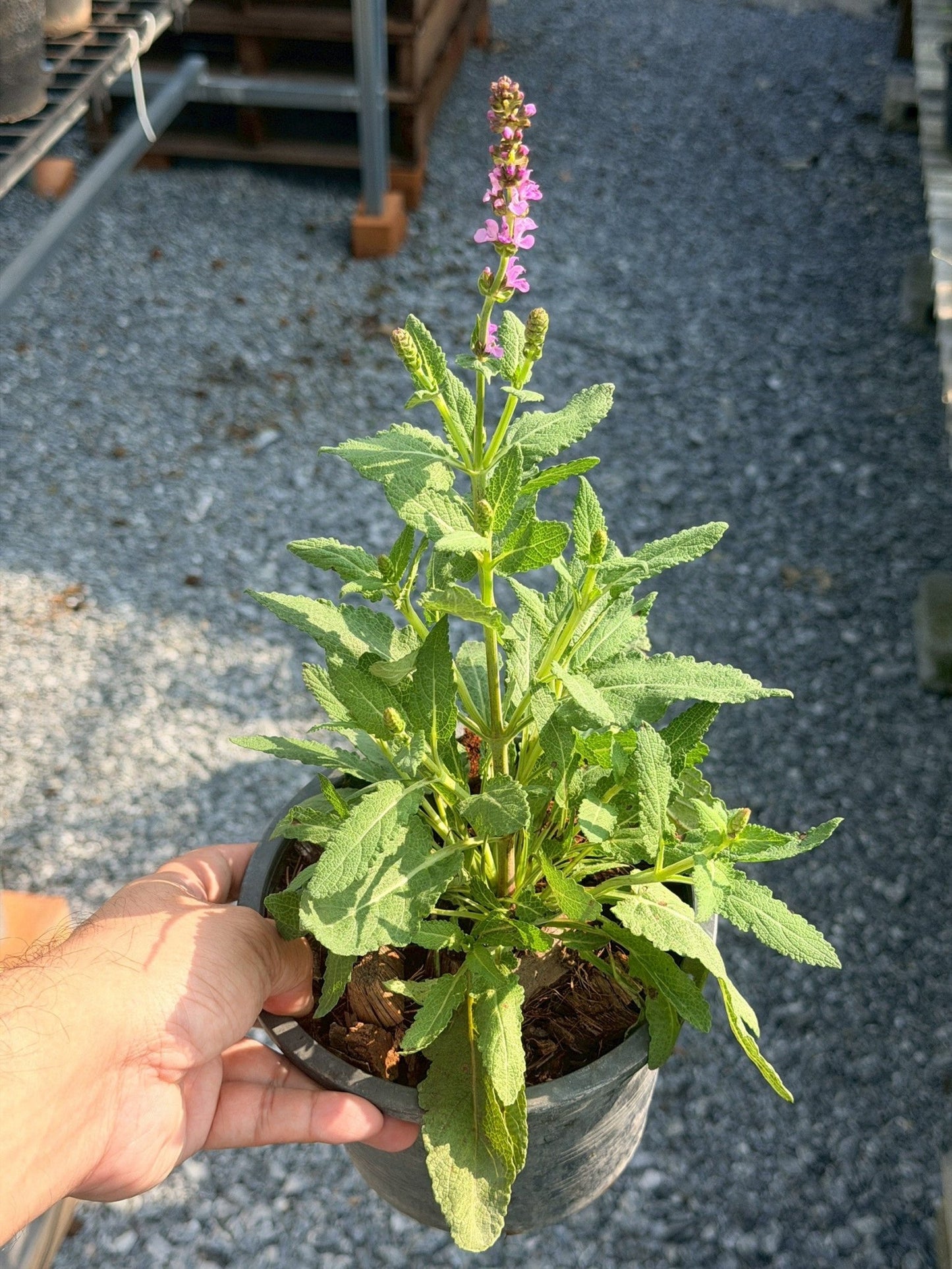 ซัลเวีย นิวไดเมนชั่น (Salvia New Dimension) กระถาง 6 นิ้ว - Pamathegardener