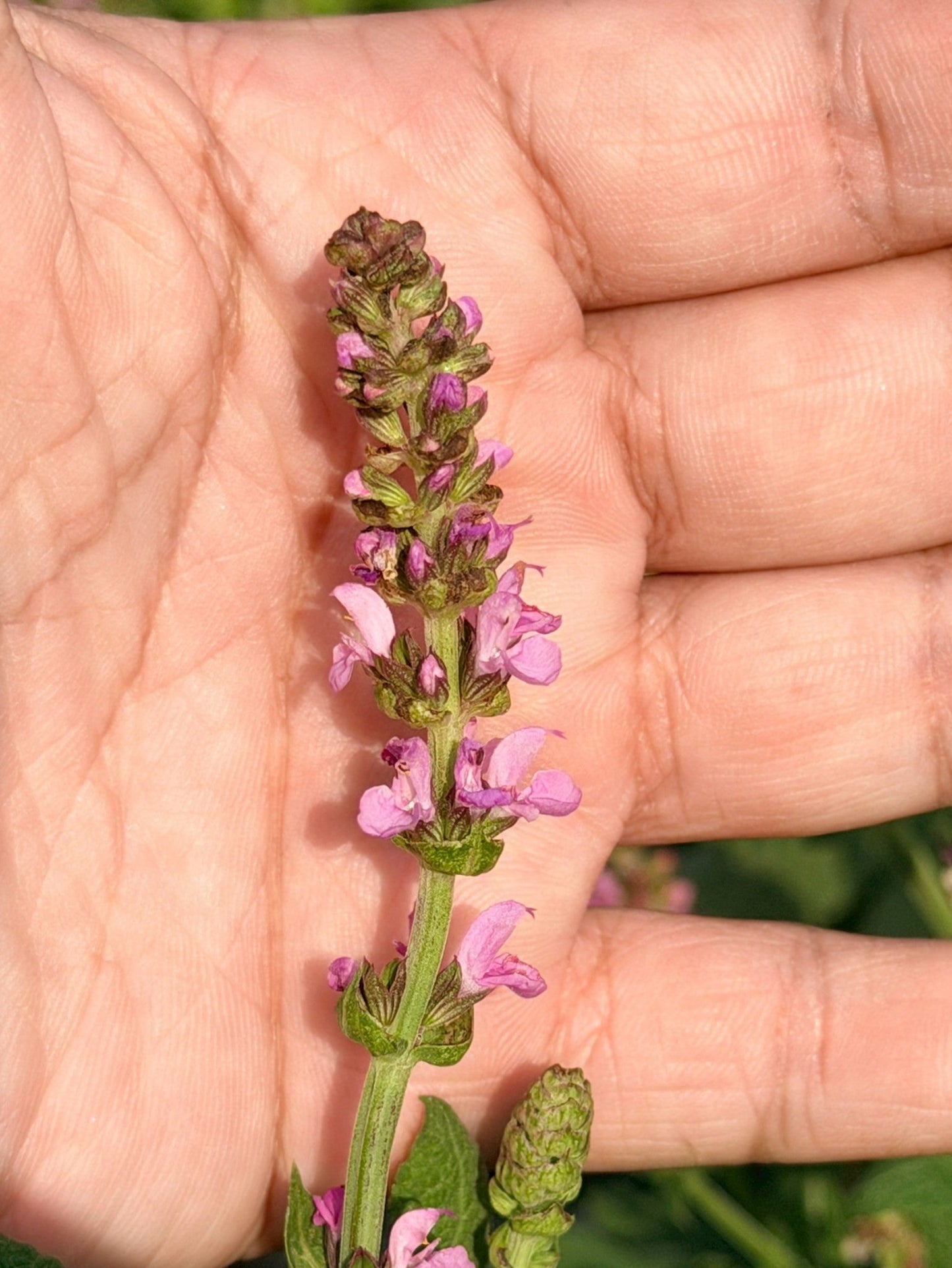 ซัลเวีย นิวไดเมนชั่น (Salvia New Dimension) กระถาง 6 นิ้ว - Pamathegardener