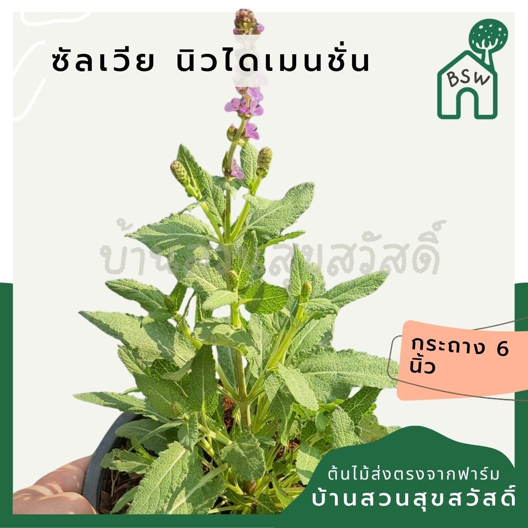 ซัลเวีย นิวไดเมนชั่น (Salvia New Dimension) กระถาง 6 นิ้ว - Pamathegardener