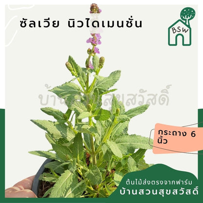 ซัลเวีย นิวไดเมนชั่น (Salvia New Dimension) กระถาง 6 นิ้ว - Pamathegardener