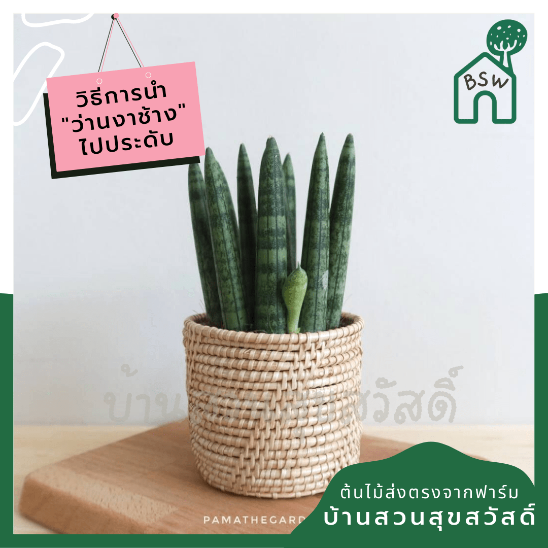 ว่านงาช้างบอนเซล (Sansevieria Boncellensis) ไม้ฟอกอากาศทรงสวย - Pamathegardener