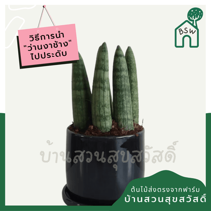 ว่านงาช้างบอนเซล (Sansevieria Boncellensis) ไม้ฟอกอากาศทรงสวย - Pamathegardener